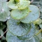 Eucalyptus pulverulenta Blad