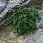 Campanula petraea 形態