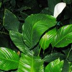 Spathiphyllum wallisii ഇല