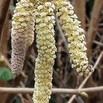 Corylus cornuta Vaisius