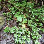 Elatostema paivaeanum Habitus