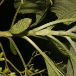 Pittoniotis trichantha 葉