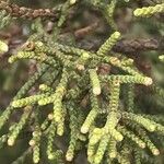 Juniperus phoenicea Leaf
