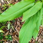 Curcuma longa Leaf