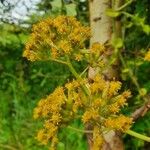 Solanecio angulatus Flower