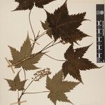 Acer caudatum Ostatní