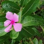 Catharanthus roseus List