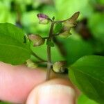 Scutellaria purpurascens Fruit