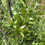 Acacia melanoxylon Blad