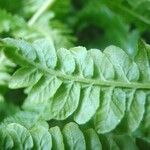 Dryopteris aemula Leht