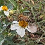 Bidens alba Žiedas