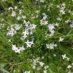 Stenaria nigricans Fleur