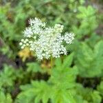 Filipendula ulmariaFlower