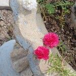 Portulaca grandifloraŽiedas