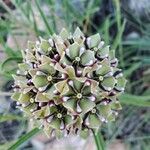 Asclepias asperula Fleur