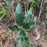 Notelaea longifolia Blatt