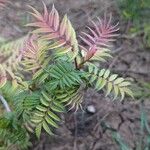 Sorbaria sorbifolia Leaf