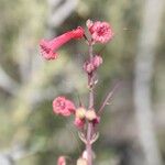 Penstemon utahensis 整株植物