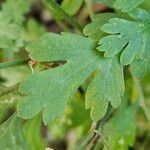 Tanacetum parthenium Leaf