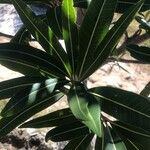 Breonadia salicina Leaf