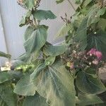 Lepechinia hastata Hoja