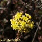 Aeonium spathulatum Egyéb