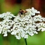 Daucus carota Flower