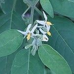 Solanum chenopodioides Flor