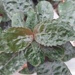 Strobilanthes alternata Leht