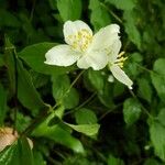 Philadelphus inodorus Květ