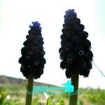 Muscari armeniacum Цвят