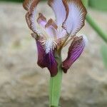 Iris stolonifera