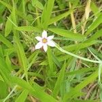 Sisyrinchium rosulatum പുഷ്പം