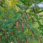 Caragana arborescens Ffrwyth