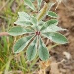 Trifolium macrocephalum Leaf