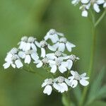 Achillea macrophylla Flower