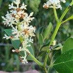 Olea capensis Blüte