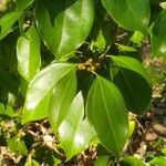 Lindera aggregata Hoja