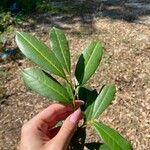 Ilex cassine Leaf