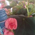 Begonia grandis ফুল