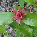 Calycanthus occidentalis Квітка