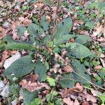 Inula conyza Mosusu