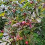 Rosa palustris Fruit