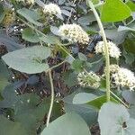 Mikania cordifolia Агульны выгляд