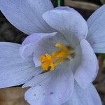 Crocus pulchellus 花