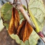 Halesia carolina Frukt