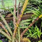 Grammatophyllum speciosum Buveinė