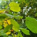 Corylus cornuta Vaisius