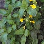 Mimulus guttatus Blad