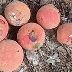 Garcinia kola Fruit